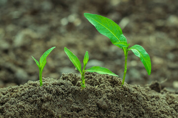 Step of growing sprout. New life start concept. Growing trees.