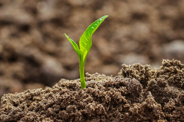 Young green Plant in a Soil. Sprout of Tree on a soil Background. New life start concept. Growing trees.