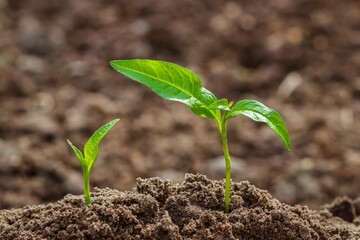 Step of growing sprout. New life start concept. Growing trees.