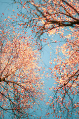 Blick hoch an Birken in Herbstfarben