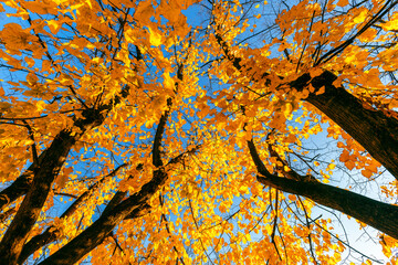 Autumn tree with bright yellow foliage against the blue sky. Autumn pattern