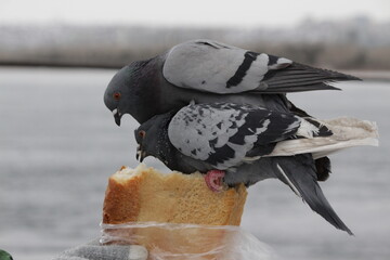 pigeons on bread