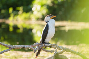 Pied Cormorant perching on tree having relax in early morning  Australia copy space