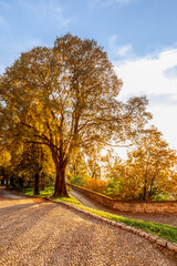 The rays of the setting sun shine through a beautiful autumn tree in the park (Vertical photo)