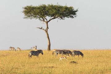 Fototapeta na wymiar Zebras and gazelles at a tree