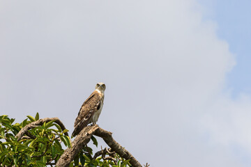 Short toed snake eagle sitting in a tree in the Masai Mara National Park