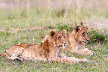 Fototapeta na wymiar Curious lion cubs lying on the grass of the savannah
