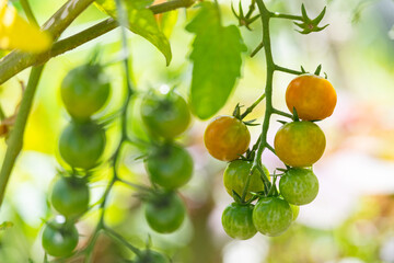 cherry tomato gardening organic mini small tomato bunch
