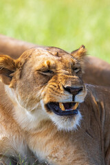 Lion making an ugly grimace