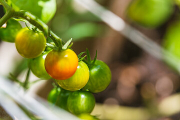 cherry tomato gardening organic mini small tomato close up