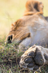 Close up at a lion paw on a sleeping lioness