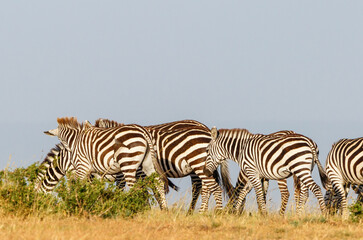 Fototapeta na wymiar Zebras in the savannah in the Masai Mara National Reserve