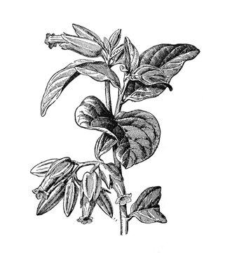 vintage Juanulloa or Gold finger plant hand drawn / Antique engraved illustration from from La Rousse XX Sciele	