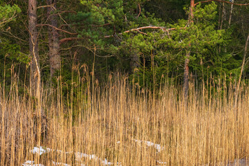 Obraz premium Reeds at a woodland with snow spots