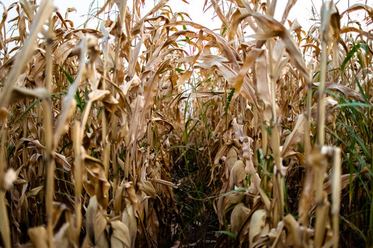 Drying cornfield in a farmland
