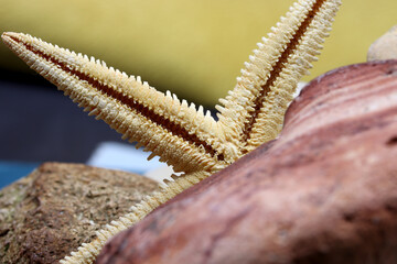 close-up starfish on a rock