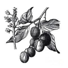 Lychee or Litchi chinensis exotic fruits / Antique engraved illustration from from La Rousse XX Sciele	