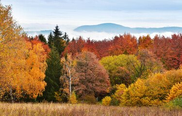Autumn forest landscape colorful trees