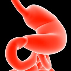 Stomach Anatomy Human Digestive System For Medical Concept 3D