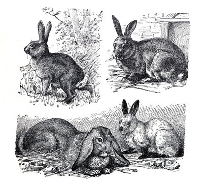 Vintage different rabbits collage / Antique engraved illustration from from La Rousse XX Sciele	
