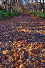 枯葉の積もった森の路