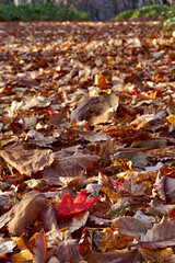 枯葉の積もった森の路