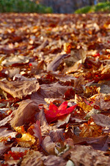 枯葉の積もった森の路