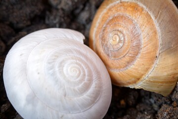 Snail shell on ground level macro photo