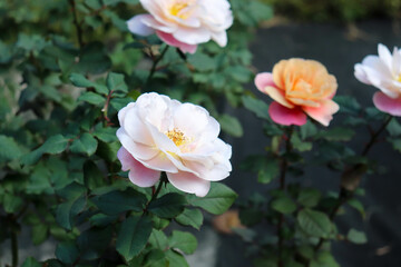 ピンク ローズ 薔薇 バラ 庭