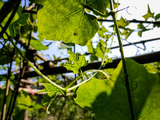 Morning sunlight lighted some ivy gourd leaf close-up shot in the Indian agriculture firm.
