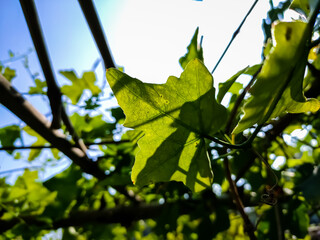 Morning sunlight lighted some ivy gourd leaf close-up shot in the Indian agriculture firm.
