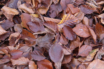 herbst