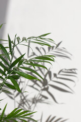 Palm leaves and shadows on a white wall.Beautiful exotic nature background in neutral colors.Sunny day.Minimal, stylish, trendy concept.copy space
