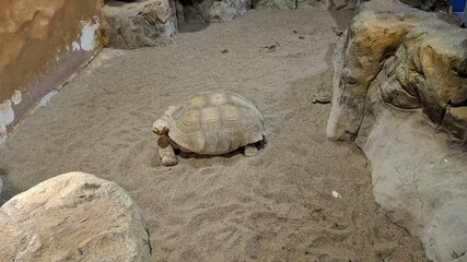 turtle on the sand