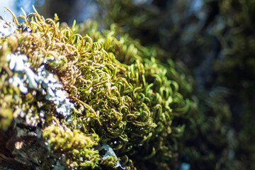 Moss growing out in the sun