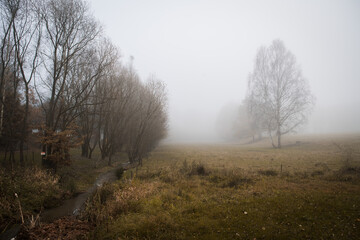 Fototapeta na wymiar morning meadow with the tree standing isolated hidden in the autumn fog