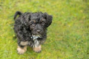 Welpe Portrait Haustier