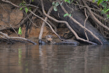 Giant otter