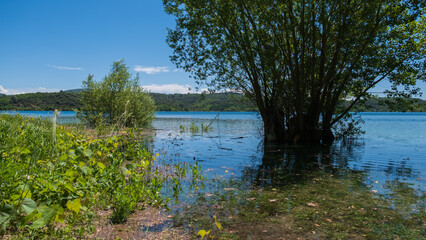 Tree in the water of the lake of Montpezat in the summer