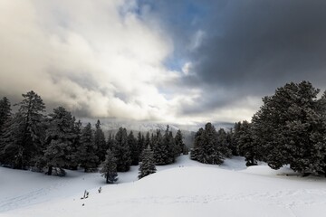 Obraz premium Foggy forest with white snow covered slopes