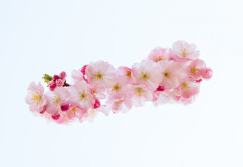 blossom isolated on white