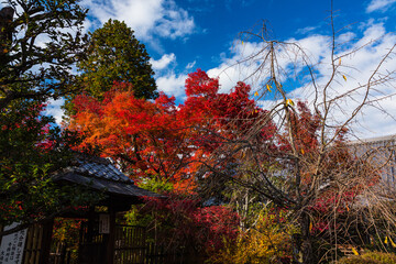 日本　京都の紅葉