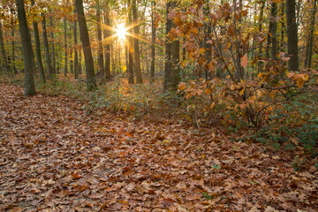 sun rays in an autumn forest before sunset
