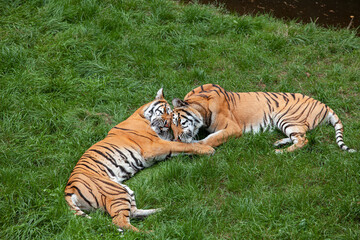 Two Bengal tigers lie on the green grass.