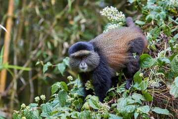 Golden monkey in the bamboo forest of Volcanoes national park, Rwanda