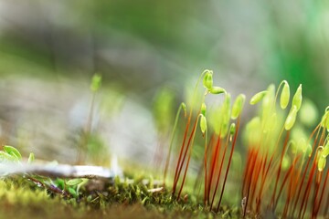 Small moss plant on the ground with selective focus