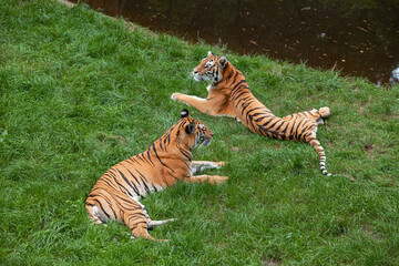 Two Bengal tigers lie on the green grass.