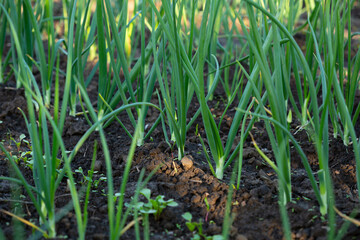 Fototapeta premium Green onion grows in the organic garden