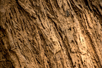 Close up of rough tree trunk texture background.