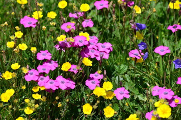 Beautiful flowers in the National Park of the Vanoise, French Alps.
